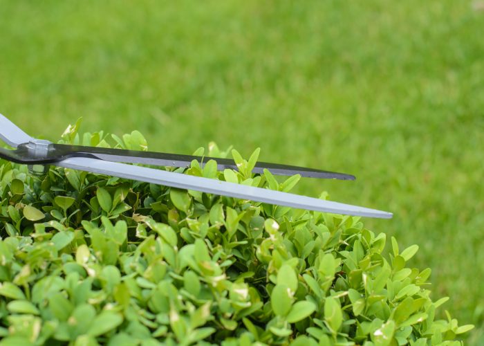 Hands are cut bush clippers in garden.