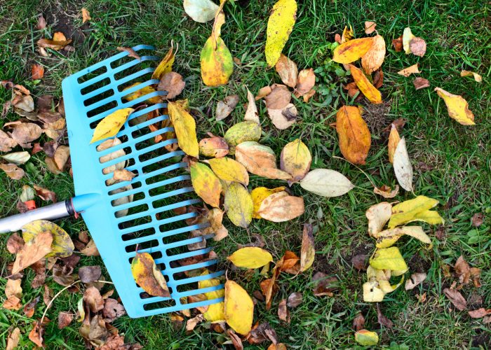 Pile of fall leaves with fan rake on green grass lawn