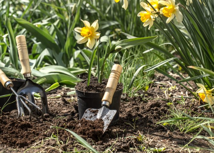 Planting yellow flowers daffodils in the garden, garden tools, flowers. Earth day